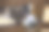 一只有趣的驴子躲在木栅栏后面图片下载