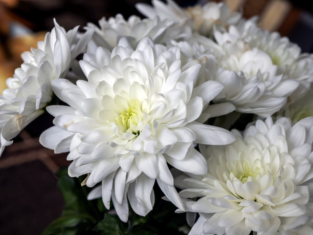 菊花细嫩鲜白，宏，柔焦点图片下载