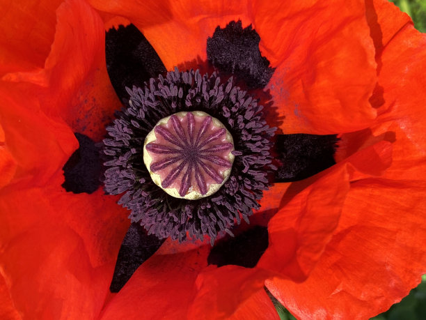 红罂粟花(罂粟花)花特写图片下载