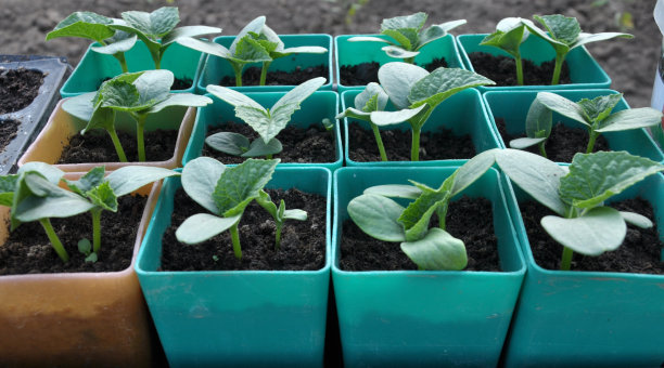 在塑料盆里种黄瓜苗图片下载