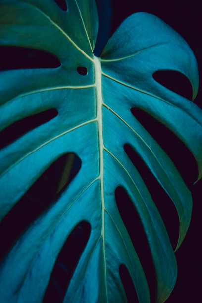 Monstera Deliciosa的叶子图片下载