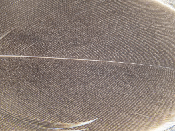 鸟的羽毛特写-抽象的棕色背景，选择性聚焦。微距照片的棕色鸟的鸡毛图片下载