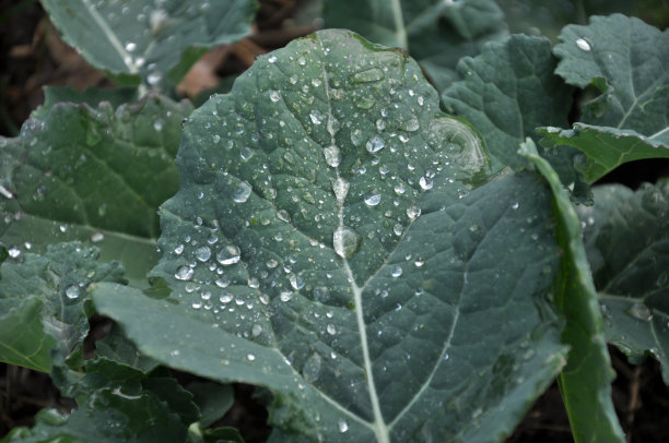 秋田有冬油菜图片下载