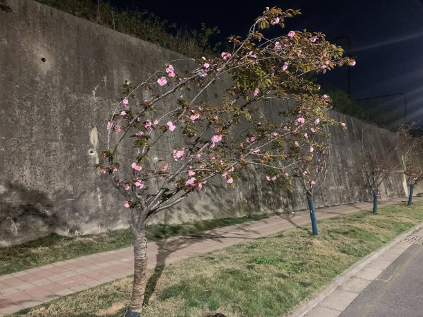 春天盛开的花朵图片下载