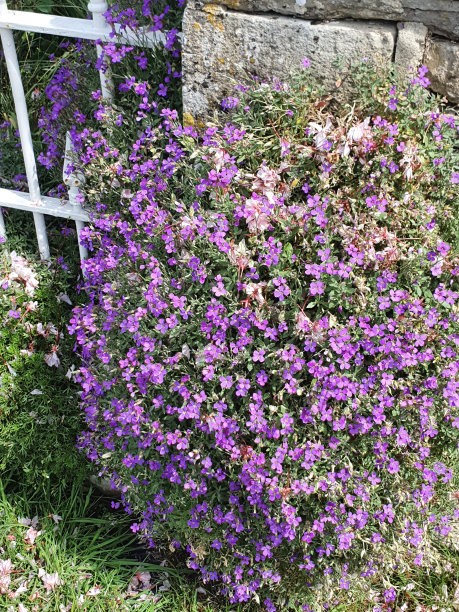 威尔特郡鲜花盛开图片下载