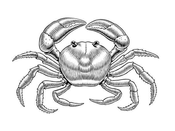 蟹孤立在白色背景，健康营养产品。手绘海鲜复古雕刻风格矢量插图。图片下载