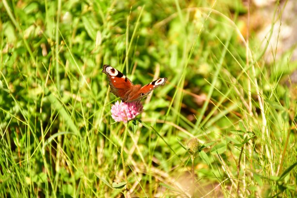 一只进食的蝴蝶图片下载