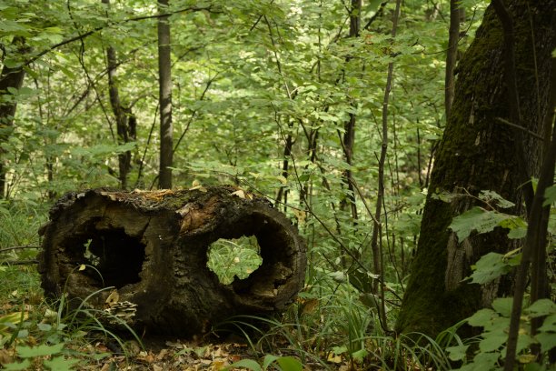 在俄罗斯乌里扬诺夫斯克的Vinnovskaya树林里，穿过绿色森林的小巷图片下载