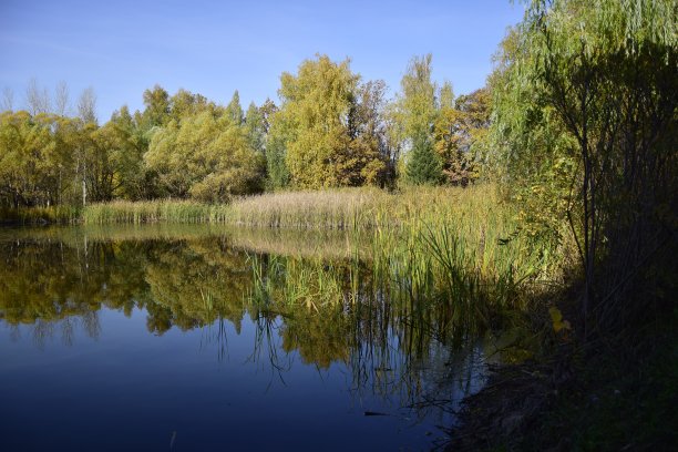 2016年10月4日，俄罗斯乌里扬诺夫斯克:秋天植物园里平静湖面上树木的倒影。图片下载