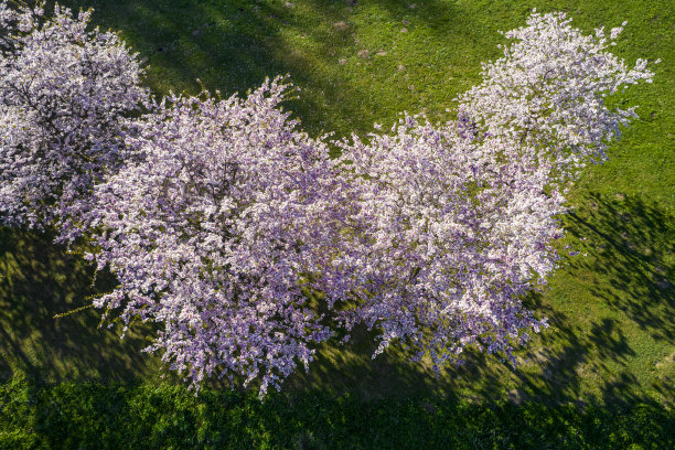 无人机拍摄的粉红色樱花盛开的照片图片下载