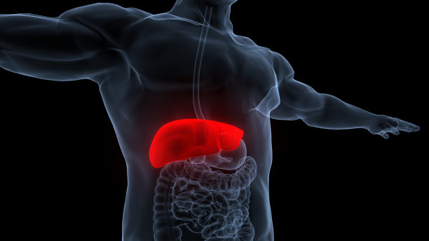 人体内部消化器官及肝脏解剖图片下载