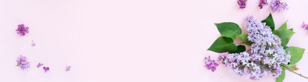 清新的淡紫色花朵图片下载