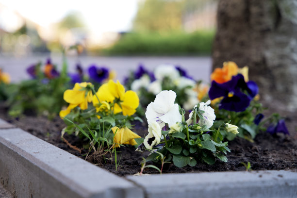 格罗宁根市春天的树干花园。城市绿化代表气候适应与植物周围的树干在城市。图片下载