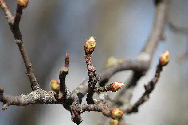 花园里春梨树枝上的胀大芽图片下载