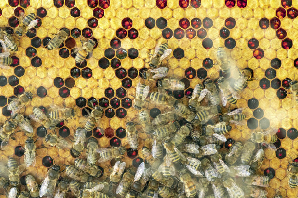 蜂群在蜂巢上。勤劳的蜜蜂产出新鲜健康的蜂蜜。养蜂场。养蜂的概念。图片下载