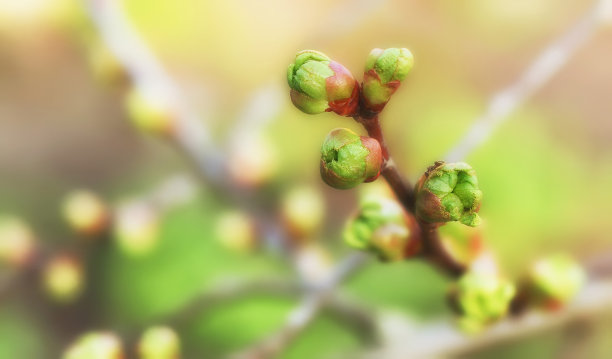 首先是春天的叶子，春天在树枝上发芽。淡紫色。春天的背景。为文本复制空间图片下载