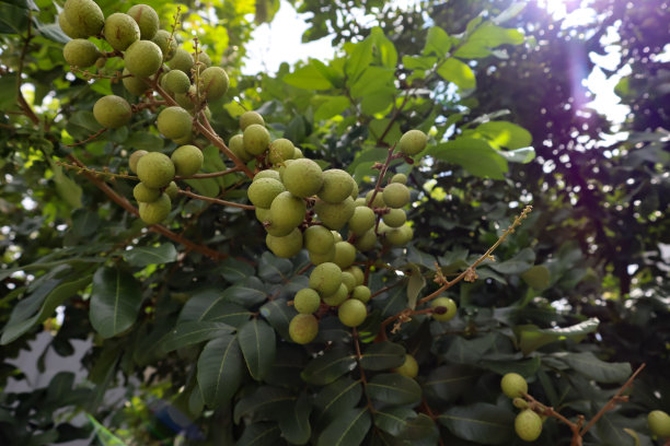 龙眼果实图片下载