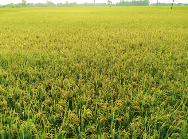 在印度乡下的某处种植水稻图片下载