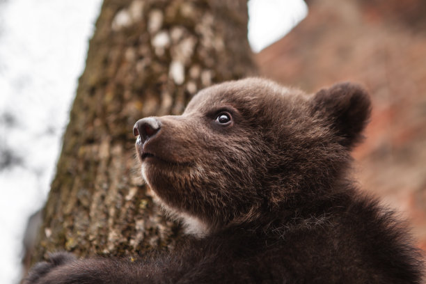 一只小熊爬树的肖像。野生动物保护的概念。图片下载