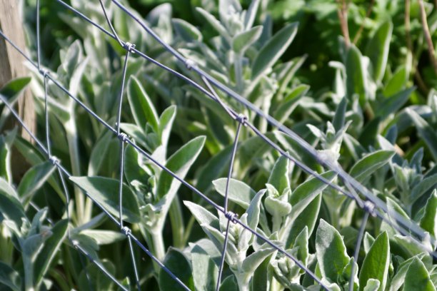 春天里的鼠尾草图片下载