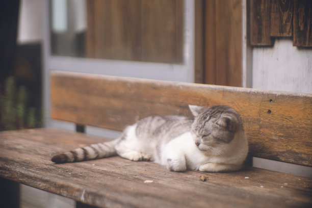 悠闲的流浪猫生活在遥远的宫古岛，冲绳，日本的照片。图片下载