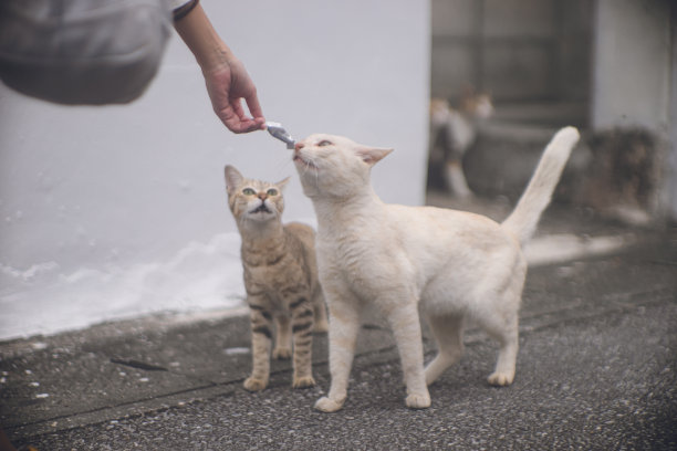 悠闲的流浪猫生活在遥远的宫古岛，冲绳，日本的照片。图片下载