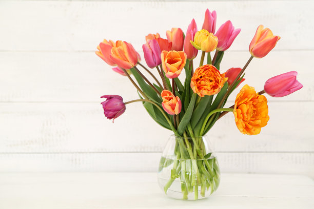 郁金香图片下载