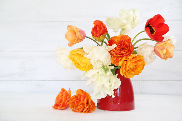 郁金香图片下载