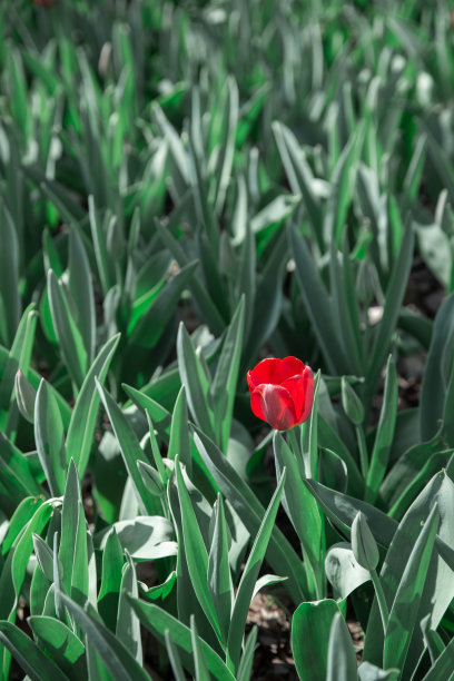 公园里的郁金香图片下载