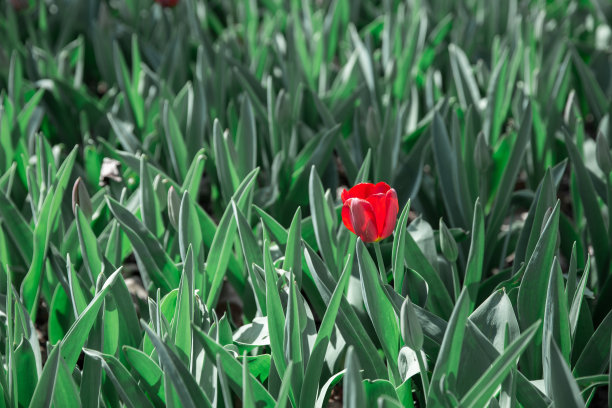 公园里的郁金香图片下载