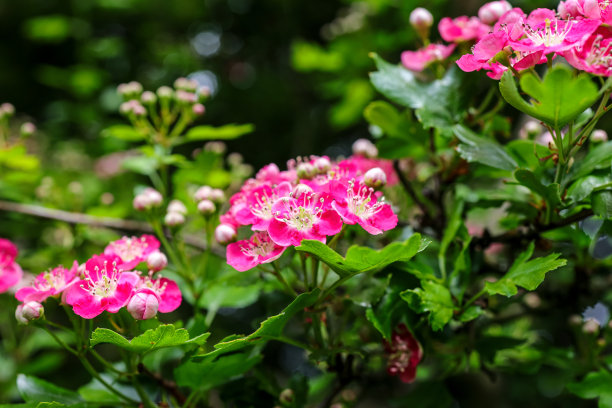 米德兰山楂的粉红色花朵在春天盛开。图片下载