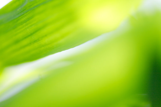 模糊抽象的绿叶为自然生态背景概念图片下载