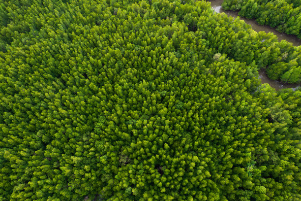 森林中树木的鸟瞰图图片下载