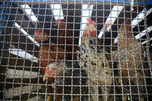 集市上出售放养鸡图片下载