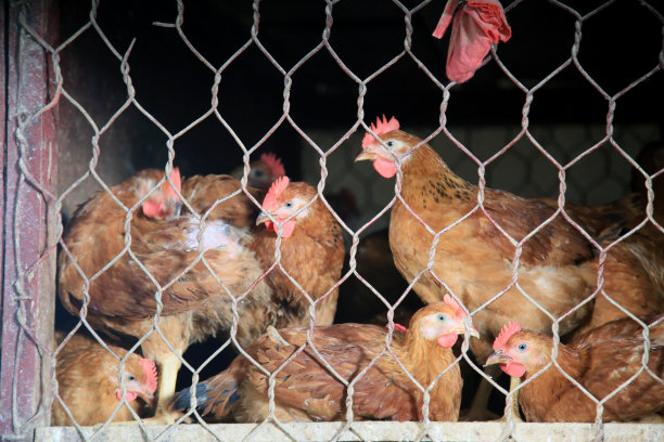 集市上出售放养鸡图片下载