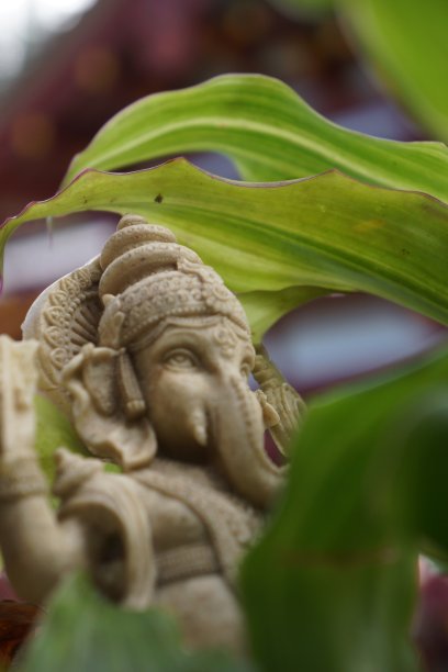 甘尼萨图片下载