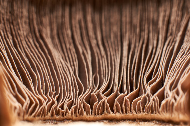 普通纽扣菇，香槟酒，蘑菇子叶宏观图片下载