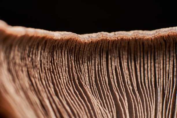 普通纽扣菇，香槟酒，蘑菇子叶宏观图片下载