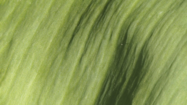 绿叶的质地植物绿叶的宏观是一个抽象的纹理背景。特写-纹理绿叶为自然背景，纹理装饰和设计图片下载