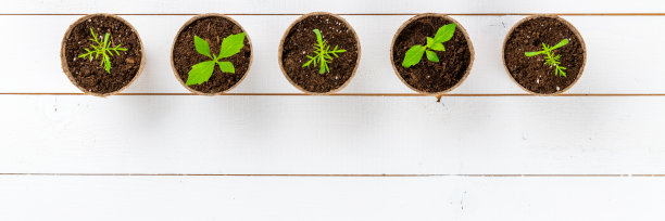 最近移植的大丽花和大波斯菊幼苗。切花种苗园艺背景。俯视白色木制背景。图片下载