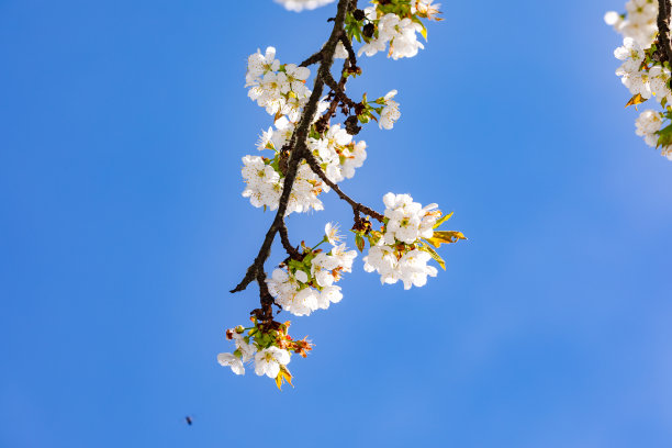 春天，蓝色的天空映衬着枝头开满了耀眼的白花图片下载