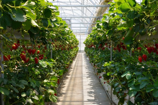 温室里生长的草莓图片下载