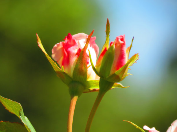 美丽的玫瑰花朵。图片下载