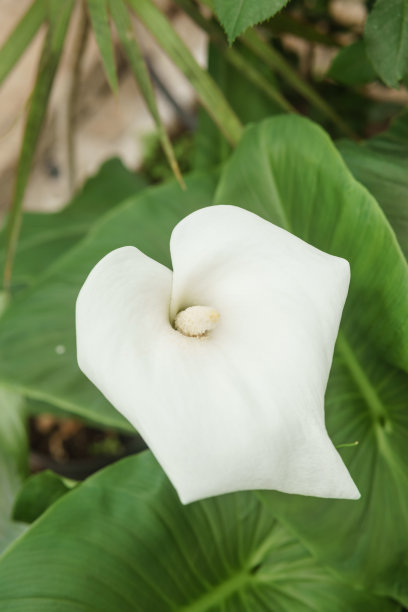 花-白色马蹄莲特写。温室里有各种各样的绿色植物。在春天种植作物的概念。图片下载