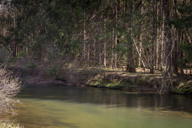 自然-纹理-树溪沿森林边缘图片下载