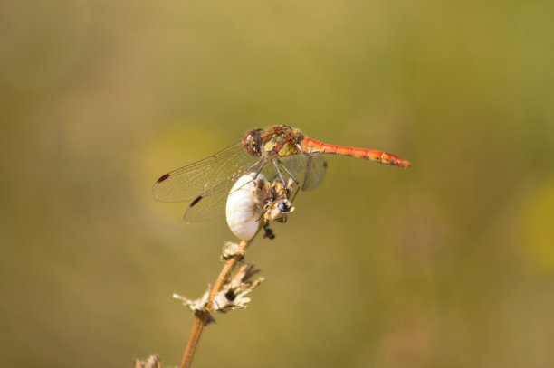 近景的蜻蜓休息的植物与模糊的背景植物图片下载