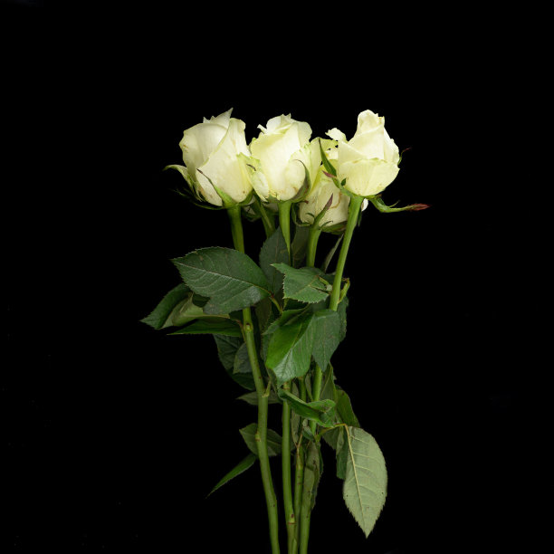 一束五朵美丽的盛开的白玫瑰从底部在黑色的背景图片下载
