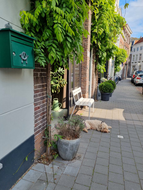 一只懒惰的白狗躺在一条典型的荷兰老街的人行道上图片下载