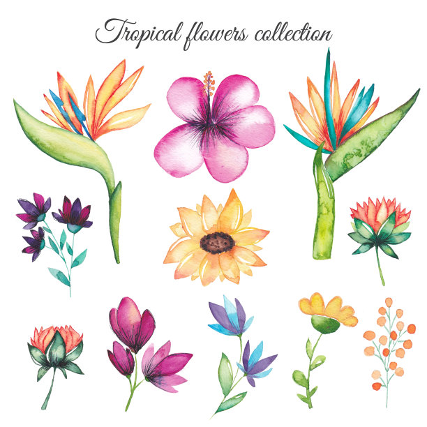 热带花卉水彩收藏图片下载