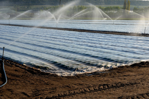 农民们用白色的浅色织物保护自己种植的蔬菜和土豆免受春季霜冻。在这种物质上，土工布用喷雾器浇水，因为它可以防止水蒸发图片下载